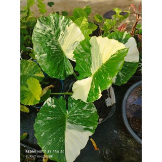 บอนหูช้างด่างขาวAlocasia gageana Albo Variegata