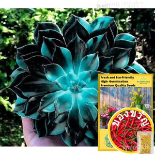 Echeveria Blue Queen Succulent Seeds T19-1 Gram Of High Germination Flower Plant Seeds P2G Stings/ผัฌชี/ท็อป/บรา /Tongxi