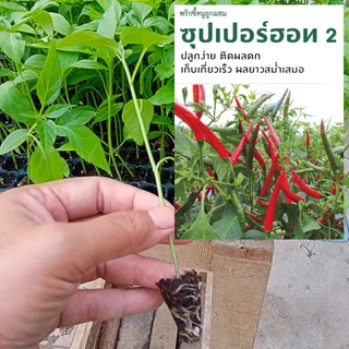 ต้นกล้าพริก 50 ต้น อัมพวา ซุปเปอร์ฮอท 2 ต้นอ่อนพริกขี้หนู ต้นอ่อนพริก