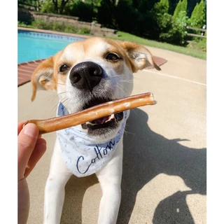 Bully Sticks dog treats ตัวเดียวอันเดียววัวอบแห้ง ขัดฟันน้องหมา ยอดฮิต ทั่วโลก umm ขนมหมา