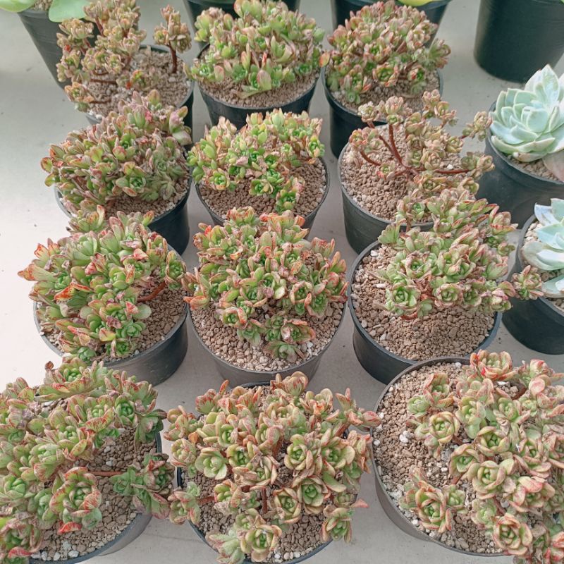 Aeonium Sedifolium กุหลาบหิน ไม้อวบน้ำ พร้อมส่ง ร้านใบบุญ กุหลาบหิน ไม้อวบน้ำ Echeveria Haworthia Su