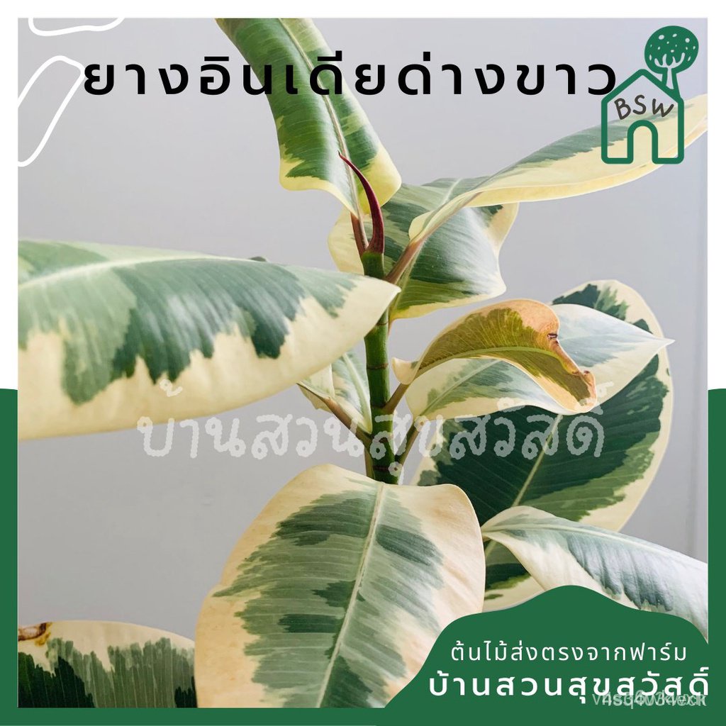 ผลิตภัณฑ์ใหม่ เมล็ดพันธุ์ เมล็ดพันธุ์คุณภาพสูงในสต็อกในประเทศไทย พร้อมส่งต้นยางอินเดียด่างขาว ในกระถางพร้อมตั้งเ/สวนครัว
