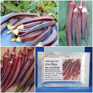 （คุณภาพสูง เมล็ด）เมล็ดพันธุ์ กระเจี๊ยบ เรด เบอร์กันดี (Red Burgundy Okra Seed) บรรจุ 30 เมล็ด/ง่าย ปลูก สวนครัว /ผักสลัด