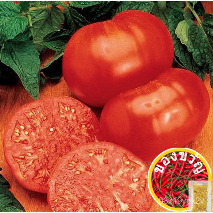 100 Straight< 0> มะเขือเทศ/มะเขือเทศ /ก้าก/ดอกไม้/ดอกไม้ /ด P8K8