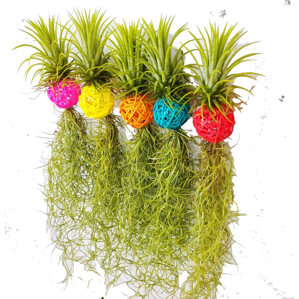 เคราฤาษี หนวดฤาษี บอลหวาย ทิลแลนเซียสีแดง พร้อมออกดอก สวยๆราคาถูก ตรงปก