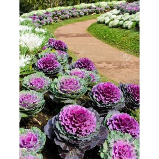 เมล็ดพันธุ์ปูเล่ประดับคละสี คละสายพันธุ์ Mix Ornamental Cabbage Seed บรรจุ 50 เมล็ด ของแท้ คุณภาพดี ราคาถูก นำเข้าจาก