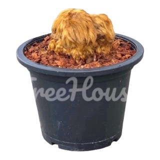เฟิร์นลูกไก่ทอง กระถาง 4 นิ้ว / Cibotium barometz (L.) J.Sm. pot 8