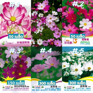 （คุณภาพสูง เมล็ด）เมล็ดดอกคอสมอส 50 - 300 เมล็ด Cosmos Seed/ง่าย ปลูก สวนครัว เมล็ด/อินทรีย์ RHKY