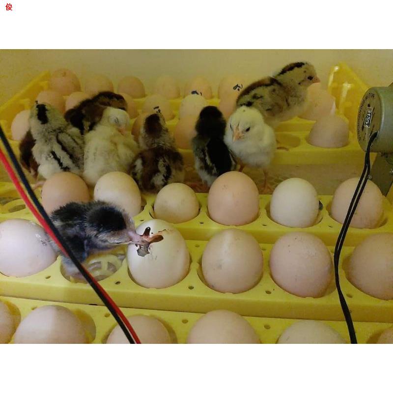 ของว่า ง✅แชมป์ชนแพงที่สุด⭐แชมป์ 50,600,000บาท🏆ทายาทแดงหล่อ ส.มีสุวรรณ 100%ไข่เชื้อไก่ชนสายพันธุ์เงินล้านสำหรับฟักไข่เก็