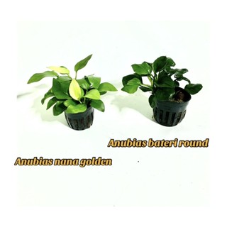 📌Anubias (อนูเบียส) ใบเล็ก 🍃🌱🌿: ไม้น้ำเลี้ยงง่าย ทนสุดๆ👌