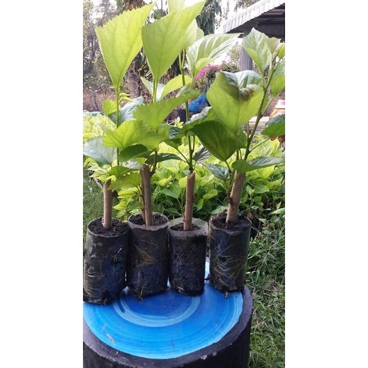 ต้นหม่อนพันธุ์บุรีรัมย์ 60 ใบใหญ่ (มีรากพร้อมปลูก) ต้นละ 35 บาท ตัดใบตอนส่ง
