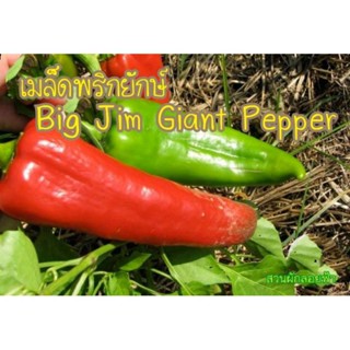 （คุณภาพสูง เมล็ด）เมล็ดพริกยักษ์ 20เมล็ด Big Jim Giant Pepper เมล็ดนำเข้าแท้/ง่าย ปลูก สวนครัว เมล็ด/ดอก HHZZ