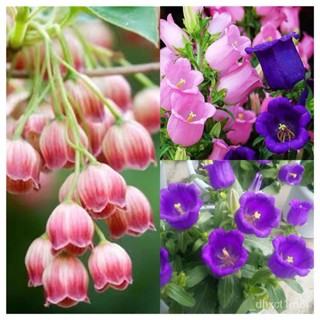 （คุณภาพสูง เมล็ด）100 รากลิลี่หุบเขาสีขาวLily of The Valley Mixed Color Bellflower Seeds ต้นไม/ง่าย ปลูก สวนครัว /ดอก SEP