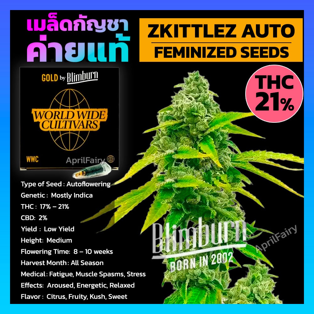 เมล็ดพันธุ์กัญชา Zkittlez AUTO ออโต้ เพศเมีย เมล็ดกัญชานอก THC สูง เมล็ดค่าย Blimburnseeds รับประกัน