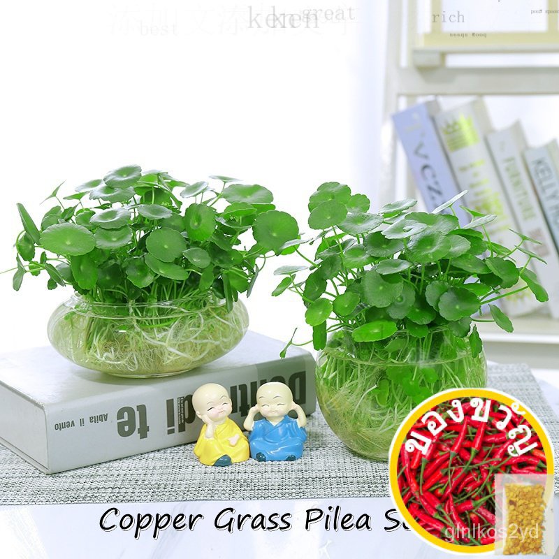 ปลูกง่าย ปลูกได้ทั่วไทย ของแท้ 100% 50Pcs Copper Grass Pilea Seeds Hydroponic Plants Seeds ต้นไม้ฟอกอากาศ เมล็ดดอกไม้ ต้