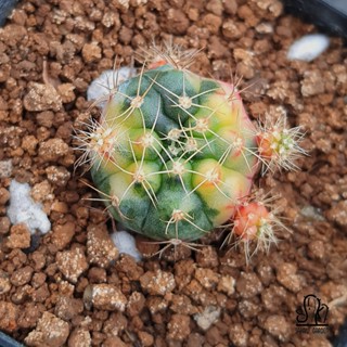 🌵 ยิมโนลูกดกด่าง • Gymnocalycium damsii f. variegated