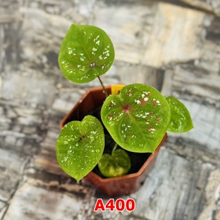 ต้นบอนสี บางใหญ่ รับประกันสายพันธุ์แท้ 100% ไซส์เบบี้