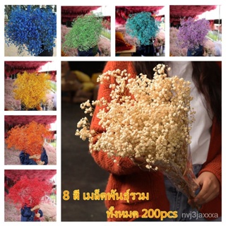 （คุณภาพสูง เมล็ด）200 เมล็ด บอนสี เมล็ดพันธุ์ ดอกจิ๊ปโซฟิล่า (Gypsophila Seeds) บอนต้นสีแปลกๆ /ง่าย ปลูก สวนครัว /ขายดี N