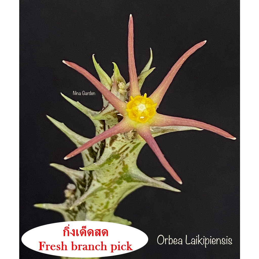 เก๋งจีน Orbea Laikipiensis *กิ่งเด็ดสด* แคคตัส ไม้อวบน้ำ Cactus and Succulent