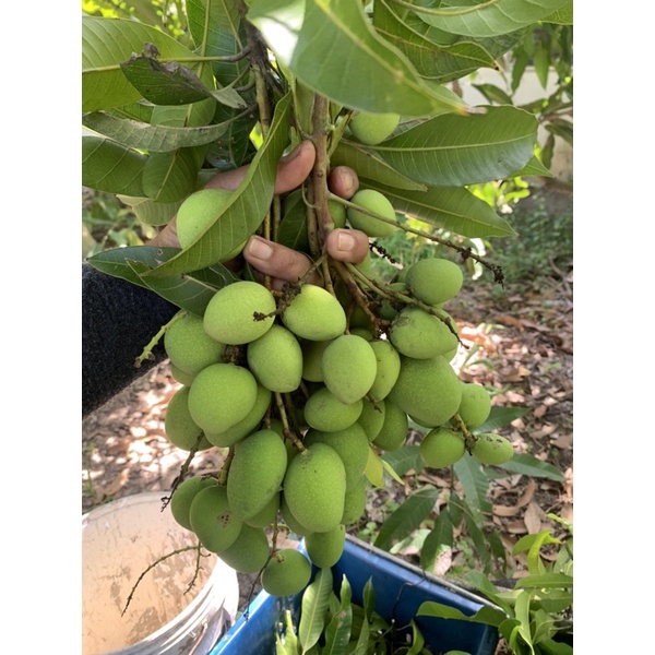 รูปภาพ 3