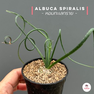 หอมทะเลทราย Albuca Spiralis ไม้อวบน้ำ กุหลาบหิน Cactus&amp;Succulent หลากหลายสายพันธุ์