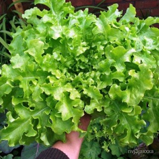 （คุณภาพสูง เมล็ด）เมล็ดพันธุ์ ผักสลัด โบลว์สีเขียว (White Salad Bowl Lettuce Seed) =100เมล็ด/ง่าย ปลูก สวนครัว เม/ขายด V9