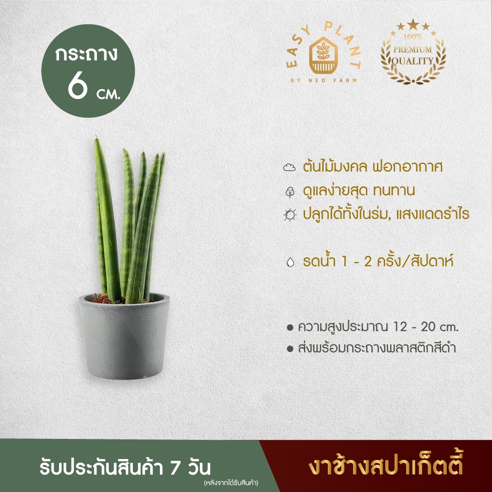 งาช้างสปาเก็ตตี้ (1″)  ต้นงาช้าง ต้นไม้ฟอกอากาศ ต้นไม้มงคลมินิมอล ไม้ประดับตกแต่งบ้านและสวน – easyplant