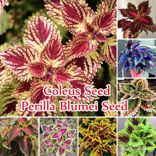 ผลิตภัณฑ์ใหม่ เมล็ดพันธุ์ 2022ปลูกง่าย ปลูกได้ทั่วไทย ของแท้ 100% Mixcolor Coleus Seeds (Perilla Blumei) Flower /ขายดี J