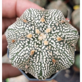 แอสโตร​ไ​ฟตั้​ม เว้า #แคสตัส castus​ astrophytum แอสโตร แอสโตร​ไ​ฟตั้​ม แอสโตรไฟตัม กระบองเพชร แอสโตรวี super