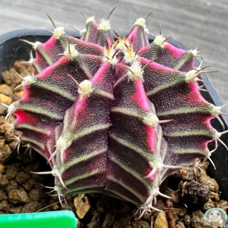 (G12) ต้นยิมโนด่าง คัดพิเศษ ไม้เมล็ด - (gymnocalycium) - แคคตัส/ง่าย ปลูก สวนครัว เมล็ด/ขายดี KGUG