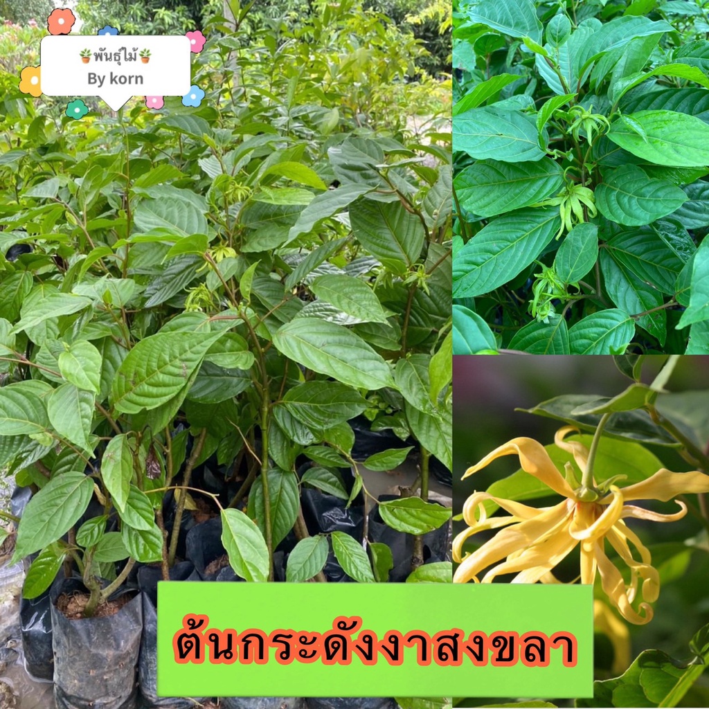 ต้นกระดังงาสงขลา ไม้หอม​  พร้อมส่ง สำคัญกรุณาสั่งซื้อในเวลา12:00น.-00:00น.