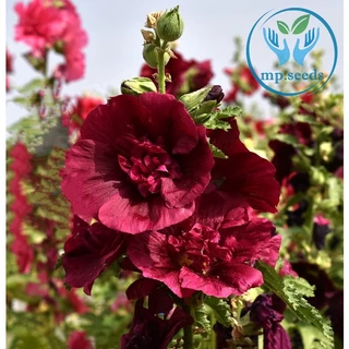 เมล็ดพันธุ์ฮอลลี่ฮ็อค คละสี 420 เมล็ด ฮอลลี่ฮ็อค ดอกซ้อน / ฮอลลี่ฮ็อค แคระ HollyHock Mix