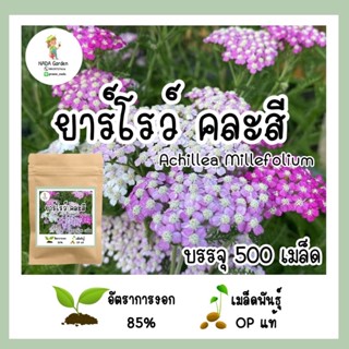 เมล็ดพันธุ์ยาร์โรว์ คละสี 500 เมล็ด Achillea millefolium หรือ Yarrow เมล็ดพันธุ์แท้