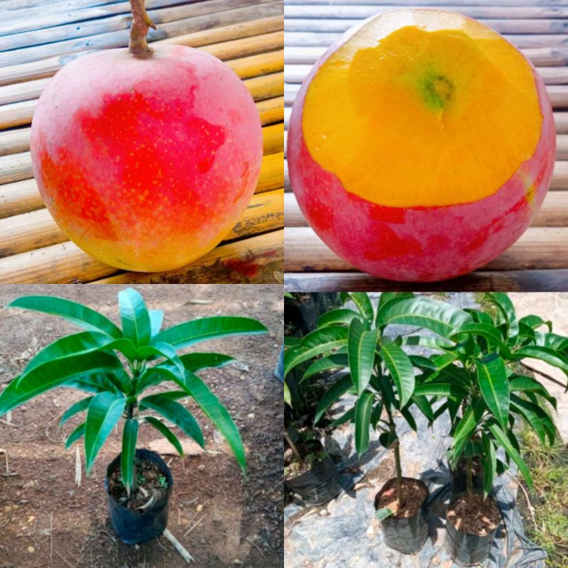 ต้นมะม่วงR2E2  (อาร์ทูอีทู)หรือ มะม่วงแอปเปิ้ล แบบเสียบยอด