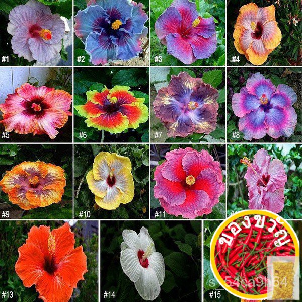 10 В Hibiscus เซล็ตต์ Hibiscus Rosa-Sinensis Jess/ หงอก/ชุดชั้นใน/แอปเปิ้ล/แอปเปิ้ล/แอปเปิ้ล/แซนด/ แ