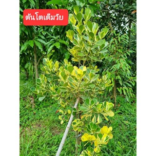 ต้นเกล็ดกระโห้ด่างแคระเป็นไม้ประดับโชว์ใบทรงพุ่มแน่นลักษณะใบเล็กหนาสีเขียวตัดเหลืองปลูกเพื่อความสวยงาม