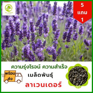 ผลิตภัณฑ์ใหม่ เมล็ดพันธุ์ เมล็ดพันธุ์ดอกไม้ ลาเวนเดอร์ Lavender เมล็ดพันธุ์ดอกไม้นำเข้า ดอกไม้มงคล จัดสวน แต่งสวน /เมล็ด