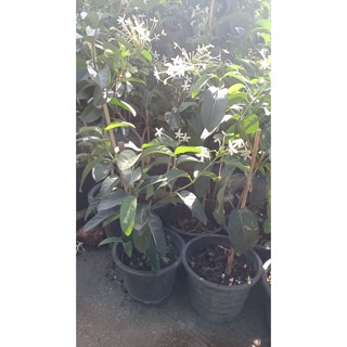 พุดบุญรักษา หรือ Posoqueria longiflora