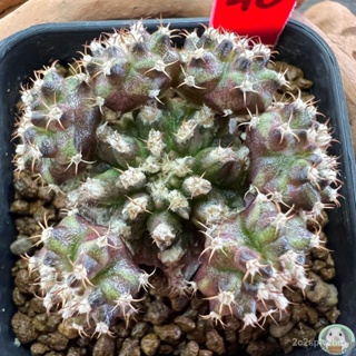 (R40) ต้นยิมโนหน้ายับ กอ ลูก Trex ไม้เมล็ด - (gymnocalycium) - แคคตัส/ง่าย ปลูก สวนครัว เมล็ด/ขายดี HAN2