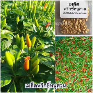 เมล็ดพันธุ์ พริก พริกขี้หนูสวน 200 เมล็ด [10 แถม 1 คละได้]/ง่าย ปลูก สวนครัว เมล็ด/ขายดี XPKB