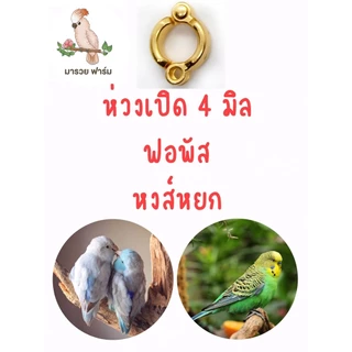 พร้อมส่งในไทย🇹🇭 ห่วงเปิดนกแก้ว สีทอง สีโรสโกลด์ สีดำ สีเงิน💯