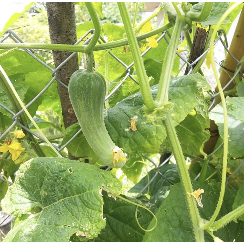 เมล็ดแตงร้าน 20 เมล็ด - รูปที่ 3