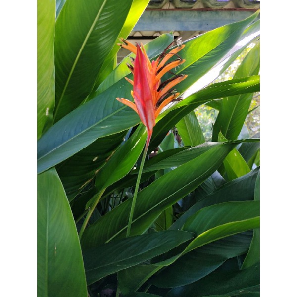ปักษาสวรรค์ bird of paradise
