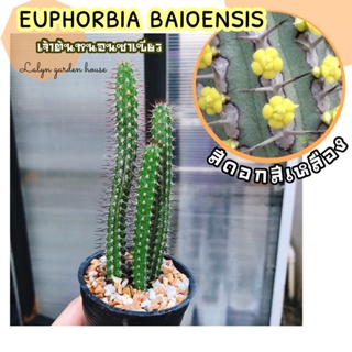 🐛🌵เจ้าต้นหนอนชาเขียว 🍃 EUPHORBIA BAIOENSIS ไม้เลื้อย ดอกสีเหลือง 🌼