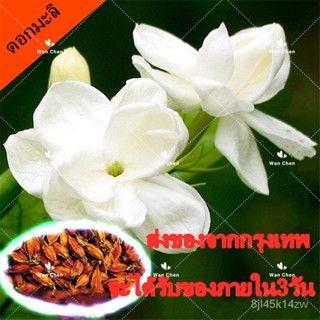 （คุณภาพสูง เมล็ด）บอนสี 50เมล็ด เมล็ดพันธุ์ ต้นมะลิ White Jasmine Seed เมล็ดบอนสี บอนสีหายาก เ/ง่าย ปลูก สวนครัว /ขายด HW