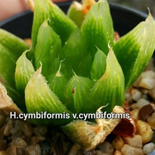 H.cymbiformis v.cymbiformis A102