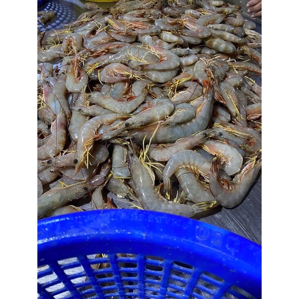 กุ้งบ้วยทะเล20-25ตัว589/1โล(พร้อมส่ง)