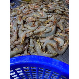 กุ้งบ้วยทะเล20-25ตัว575/1โล(พร้อมส่ง)