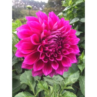 เมล็ดดอกไม้,เมล็ดรักเร่,รักเร่ Dahlia ,เมล็ดพันธุ์ดอกไม้,ดอกรักเร่คละสี  30 เมล็ด