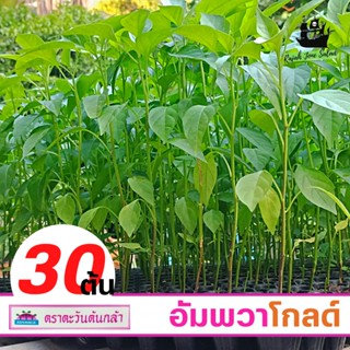 ต้นกล้า พริกขี้หนู อัมพวาโกลด์ (🌶30ต้น🌶) ต้นกล้าพริกจินดา ตราตะวันต้นกล้า ต้นอ่อนพริก 30 ต้น